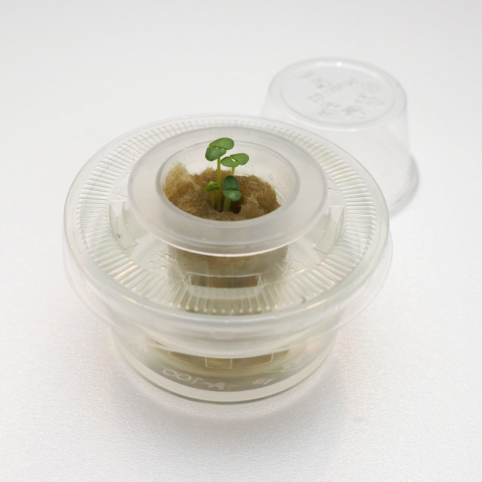 Plant & Grow Your Own Seedlings Kit
