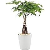Costa Farms Money Tree Pachira, Medium Ships in Premium Ceramic Planter, 16-Inches Tall, Room Decor