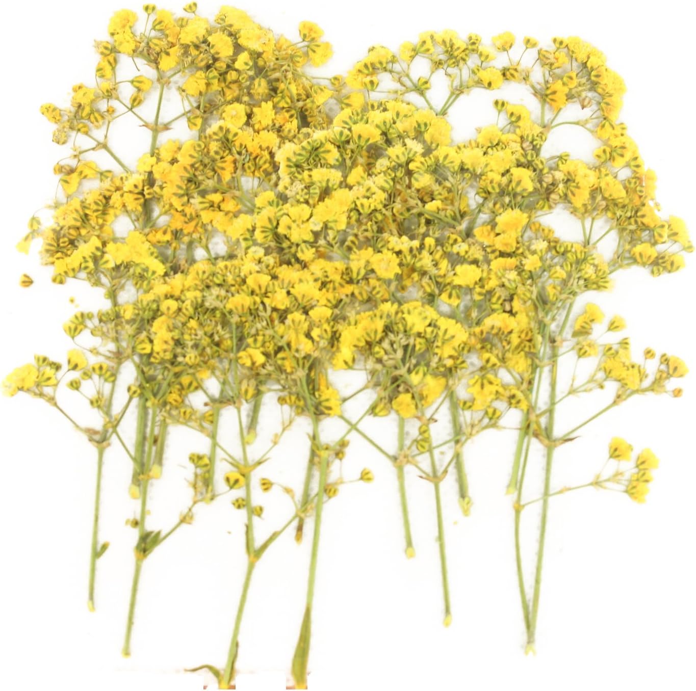 Pressed flowers, yellow baby breath, gypsophila 20pcs for floral art, craft, card making