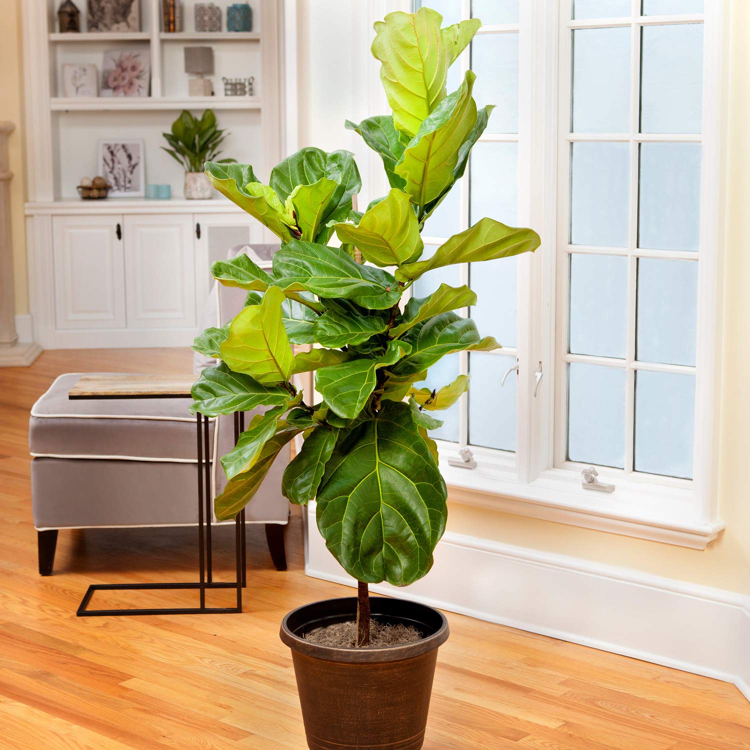 Where To Buy A Real Fiddle Leaf Fig Tree at Russell Jones blog