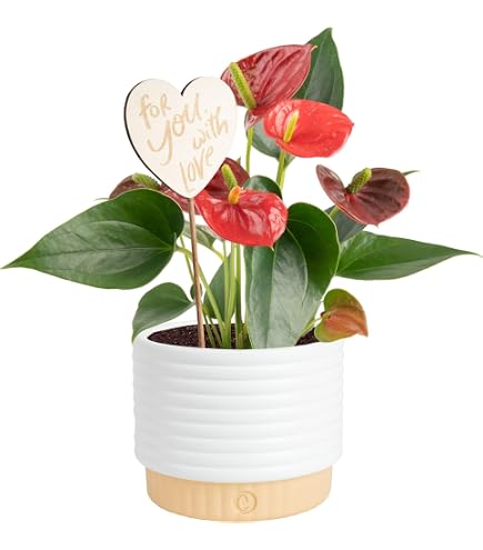 Amazon.com : Orange Anthurium Live Plant Decor (Approx. 16-19