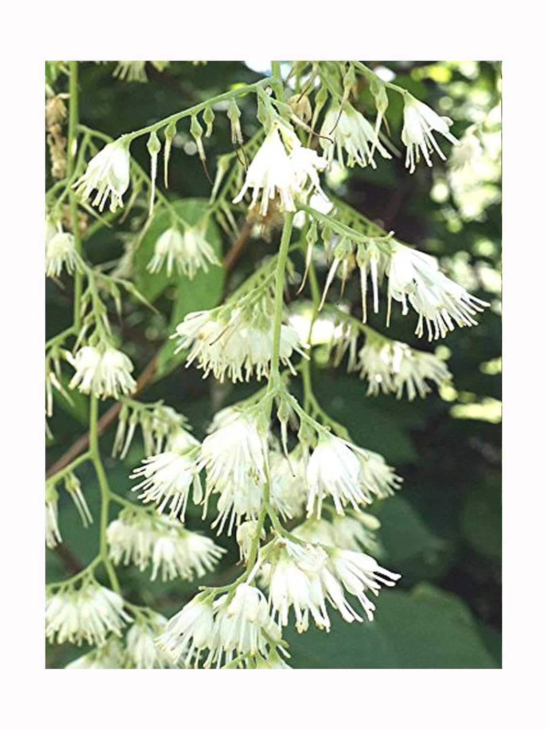 Fragrant, Flowering, Small Tree, Epaulette Tree, PTEROSTYRAX CORYMBOSA