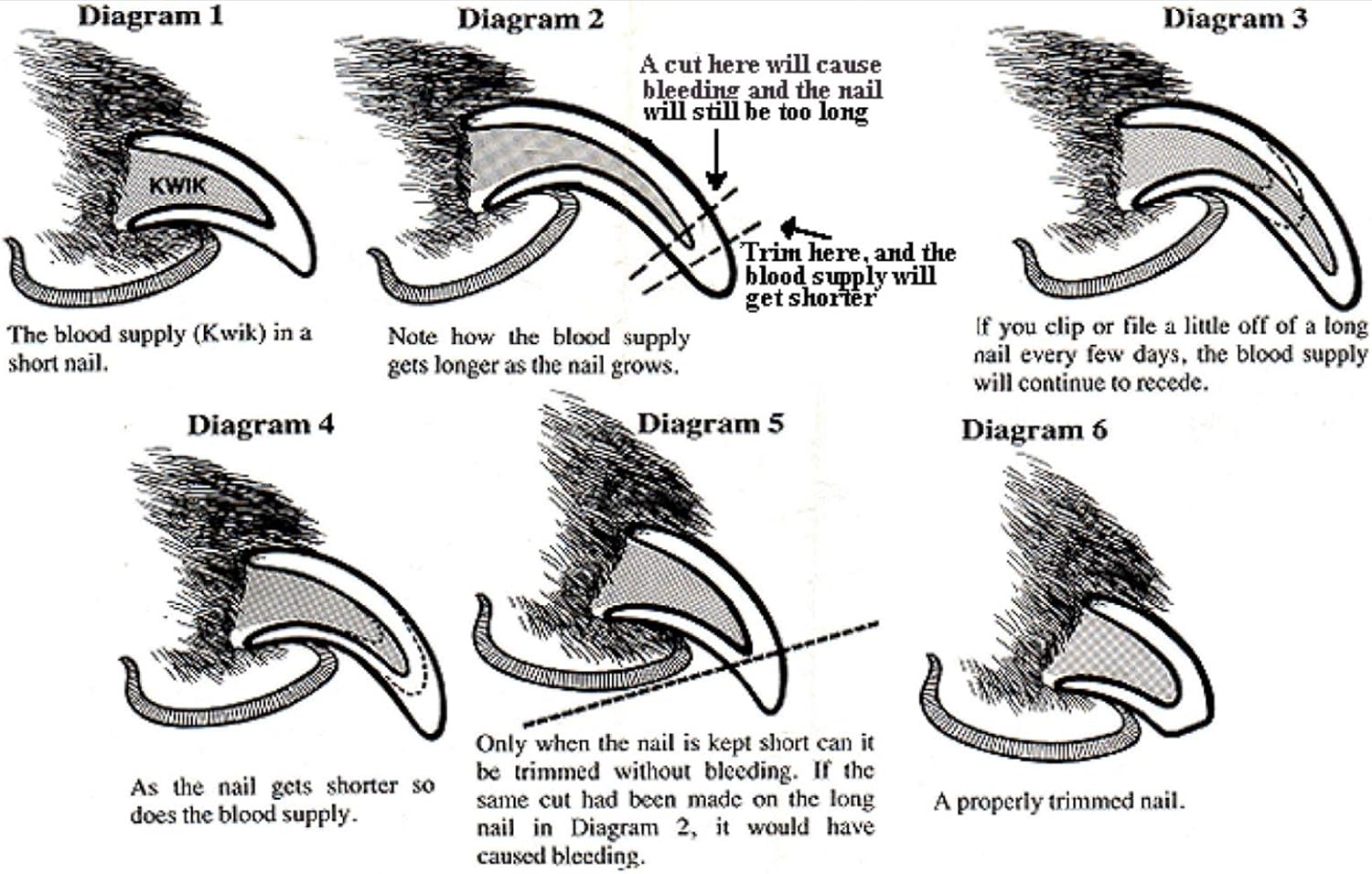 Oster Meuleuse à Griffes Sans Fil Pour Chien
