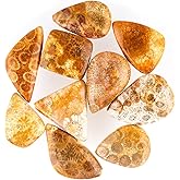 ColouredRocks (10pcs) Fossil Coral Crystals, Cabochons, Flat Back Stones, Polished Gemstones, Jewelry Making Supply, DIY, Crafts, Decor, Gift, Wholesale Bulk (250 carats) (20+mm)