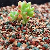 YUNSTK Mix Horticultural Lava Rock 2lb for Succulents Bonsai Drainage Garden view 5