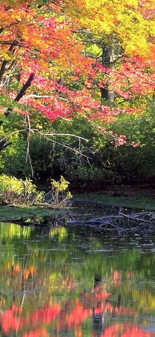 PeelitStickit, Beautiful Nature Wall Murals, ID-3269, vinyl