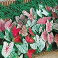 Caladium Bulbs for Planting - Perennial Hosta, Elephant Ears, Fancy (10 Bulbs)