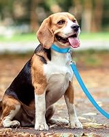 Taglory Dog Leash Small Medium Reflective Soft Neoprene Handle 2cm x 180cm Sky view 6
