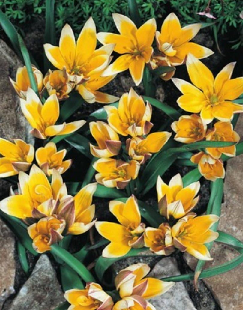10 Blumenzwiebeln 'Rotkäppchen' Botanische Tulpen – Winterhart, Rot, Für Beete & Kästen