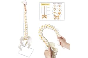 KoreTech Spine Model Life Size 34.6" Height, Spine Flexible with Vertebrae, Nerves, Arteries, Lumbar Column and Male Pelvis, 