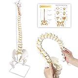 Koretech Spine Model Life Size 34.6" Height, Spine