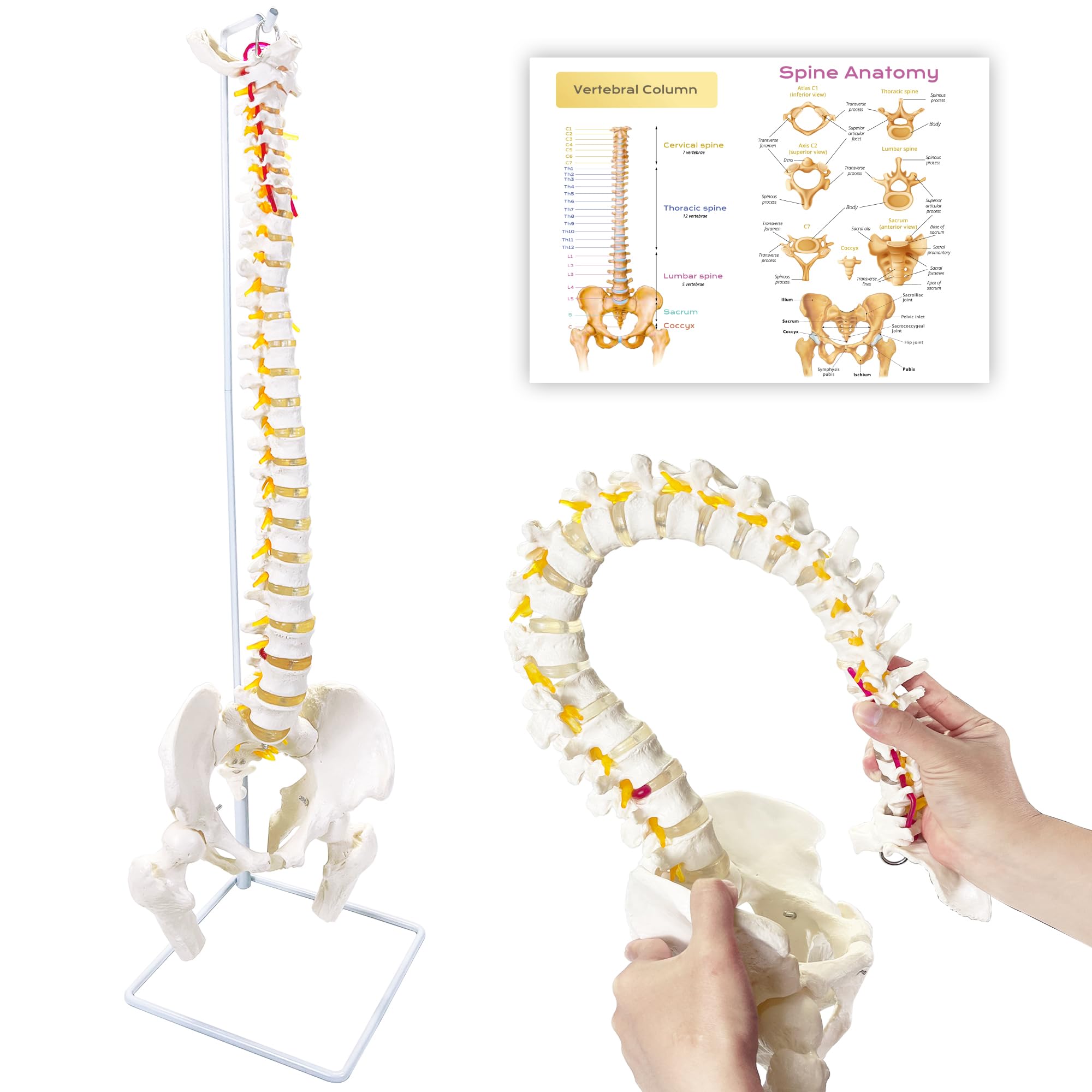 Photo 1 of Spine Model 34.6" Life Size Spinal Cord Model, Flexible Human Spine Model, Anatomical Model with Vertebrae, Nerves, Arteries, Lumbar Column, and Male Pelvis for Science Education & Patient Education