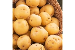 TomorrowSeeds - Kennebec Seed Potatoes - 1 Pound - for 2025 Planting Seeds Certified for Growers White Potato Beige Tan Thin Skin USA Garden Growing Planting Home Farm Sustainable Healthy