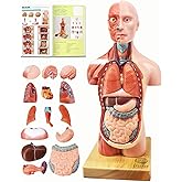 EVOTECH SCIENTIFIC 2026 New Human Body Model for Anatomy, 15 Pcs Removable 11 inch Human Torso Anatomical Model with Heart Head Skull Brain Skeleton, School Medical Education Display