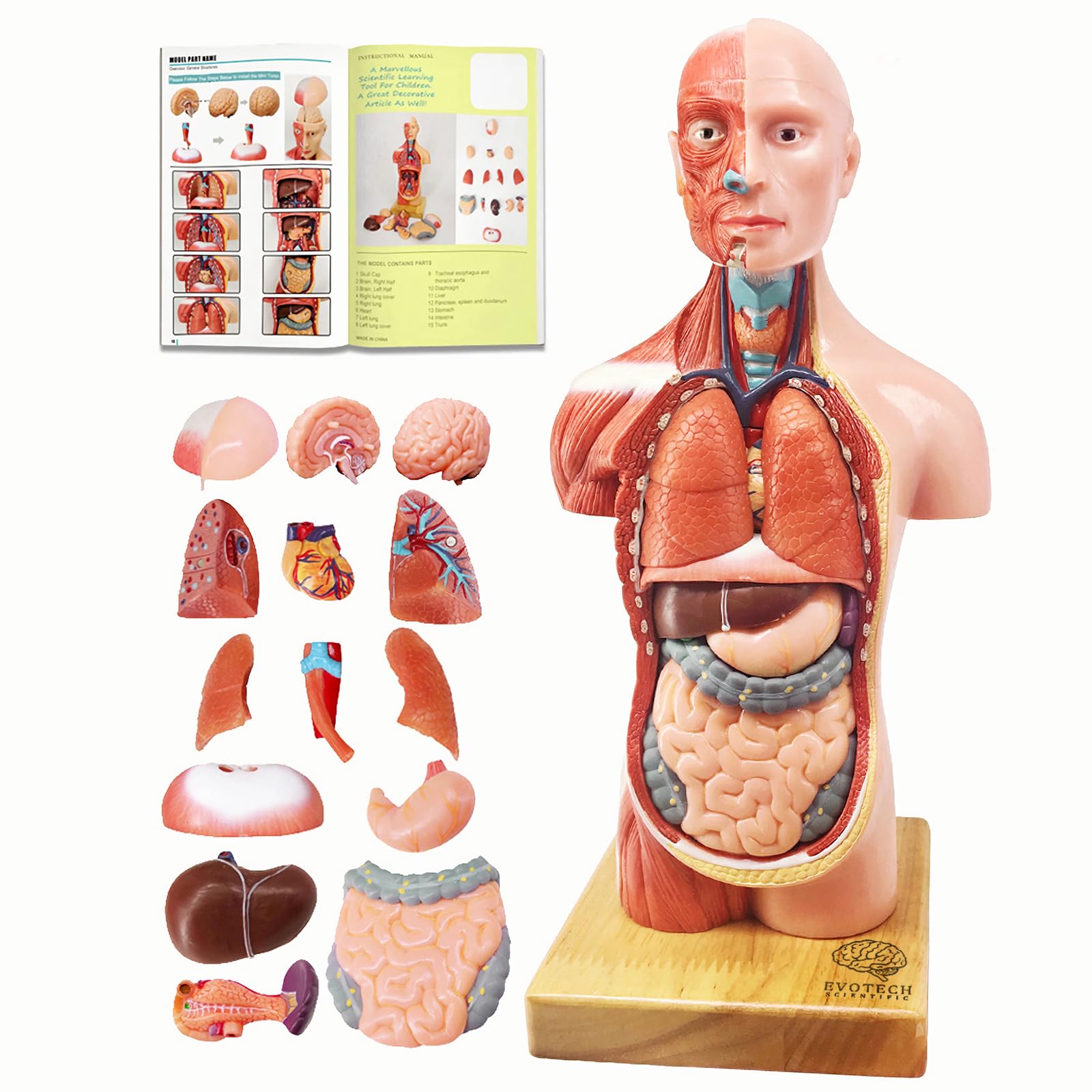 Photo 1 of EVOTECH SCIENTIFIC 2025 New Human Body Model for Kids, 15 Pcs Removable 11 inch Human Torso Anatomy Model with Heart Head Skull Brain Skeleton Model, Age 6+, School Medical Education Display