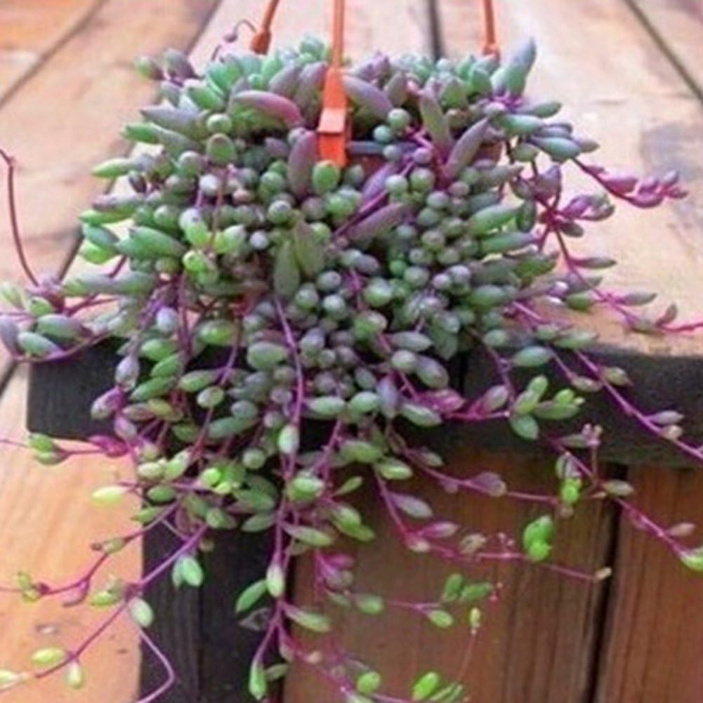 100 PCS Mix Succulent Seeds Lotus Bonsai Plants Seeds Home and Garden Potted Flowers Radiation-Proof Seeds