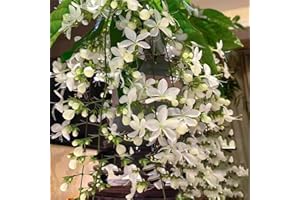Winter Jasmine Nudiflorum Seeds for Planting Canada Outdoors Climbing Flower Midnight Perfume Plant Fragrant Evergreen Flower
