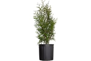 PLANTS BY MAIL Green Giant Arborvitae (2.5 Gallon) Fast Growing Evergreen Thuja Tree - Full Sun Live Outdoor Plant