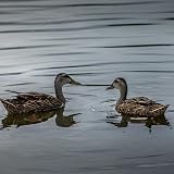 Copdock Mill Plain Wheat Discs Duck Feed 15kg Floating Feed for Ducks view 5