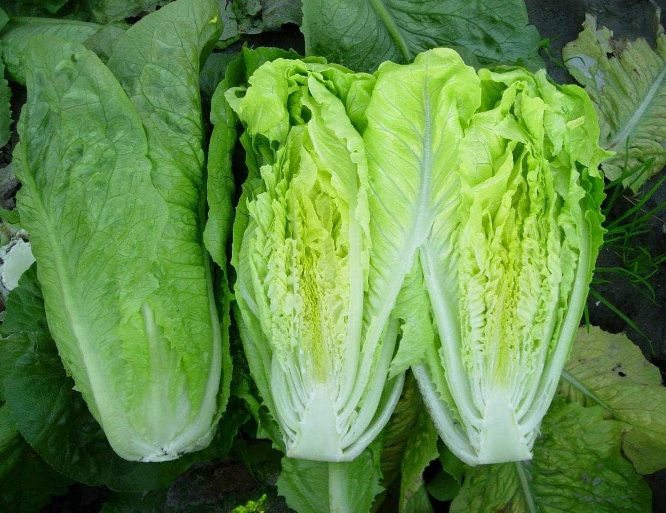 Paris Island Cos Romaine Lettuce 1000 Seeds Heirloom Crispy