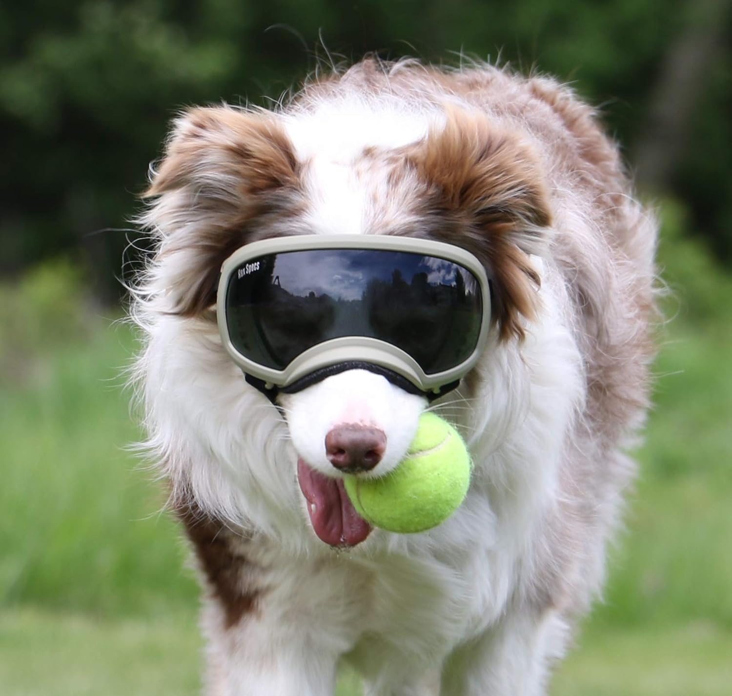 Rex Specs Dog Goggles Eye Protection for The Active Dog Apparel