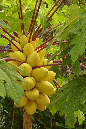 NooElec Seeds India Golden Thai Dwarf Papaya - 10 Seeds
