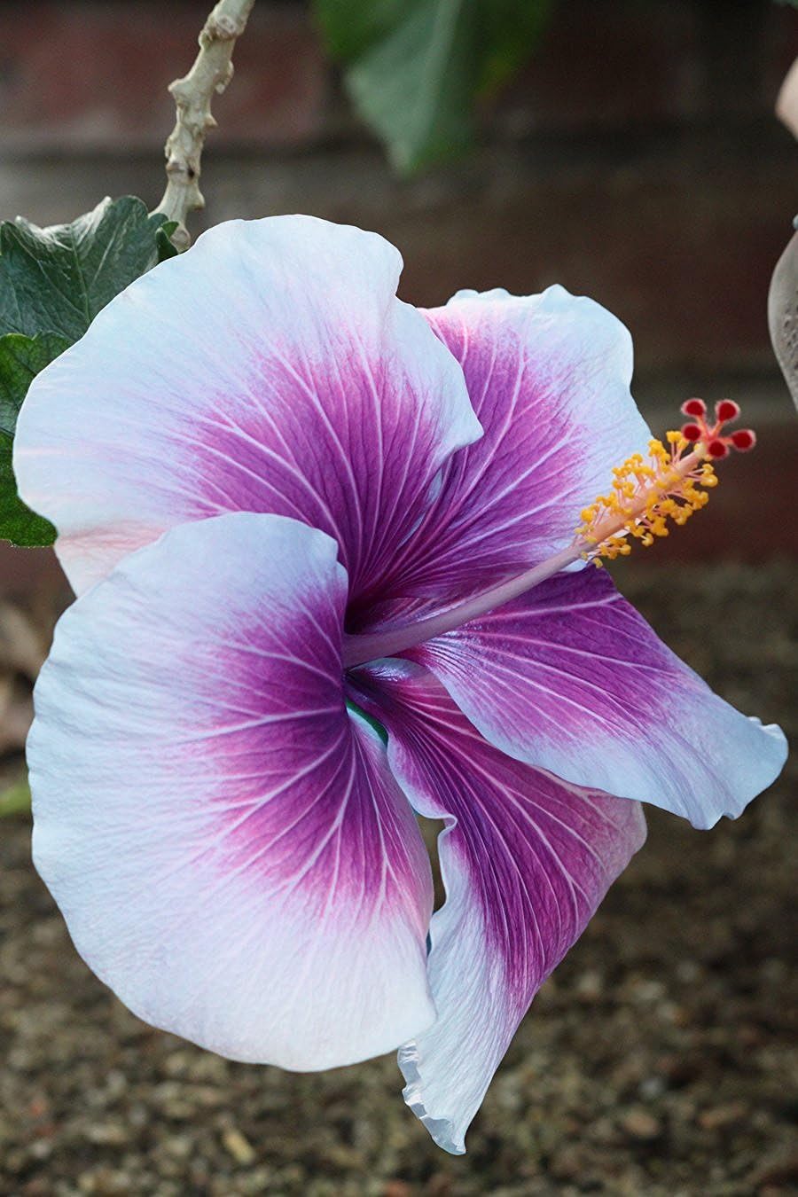 30 Purple Cream Hibiscus Seeds My Secret Gardens