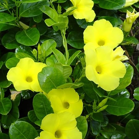 Indian Gardens - Say green, Stay green, Grow green Allamanda Yellow Creeper Live Plant/Indoor/Outdoor Plant with Pot