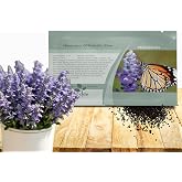 Outsidepride Blue Hyssop Seeds for Planting - 1000 Pcs Perennial Herb Garden Seeds with Fragrant Blooms Attractive to Pollinators, for Small Gardens, Containers, &amp; Xeriscaping