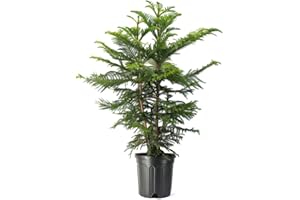American Plant Exchange Norfolk Island Pine Tree, Easy Care Indoor or Outdoor Houseplant, Large 10-Inch Pot, Live Evergreen Décor