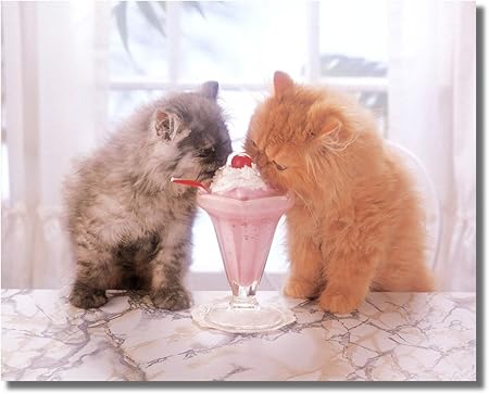 cat eating ice cream