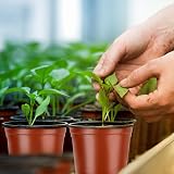 PEYOU 100Pcs 4 Inch Plant Pots Plastic Seedling Nursery Pots 10cm view 4
