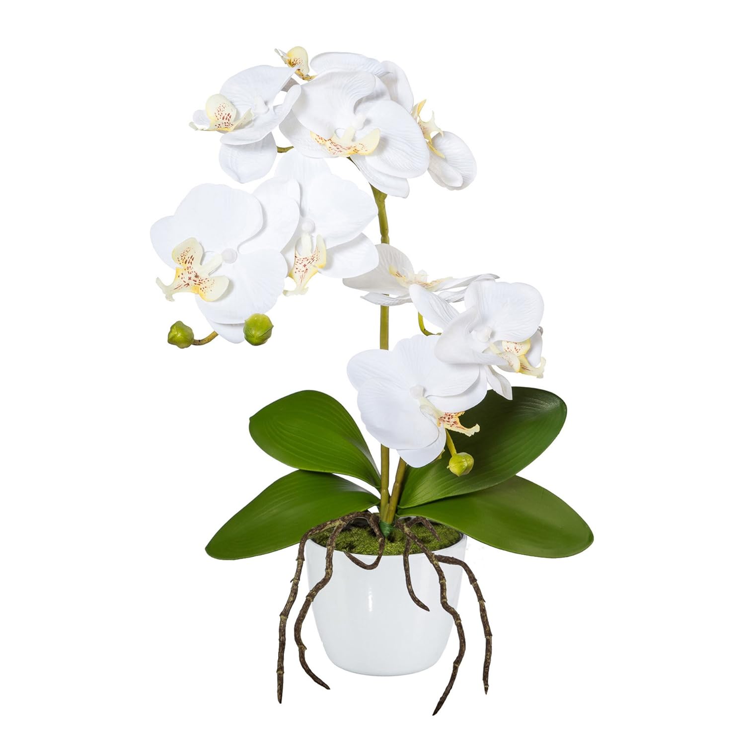 Amazon Com Deutschmade Artificial Flower White Orchid