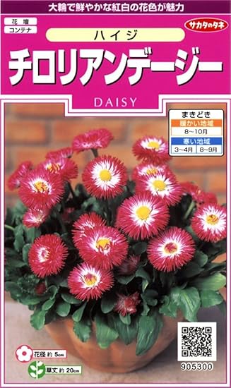 Amazon サカタのタネ 実咲花5300 チロリアンデージー ハイジ 10袋セット 花