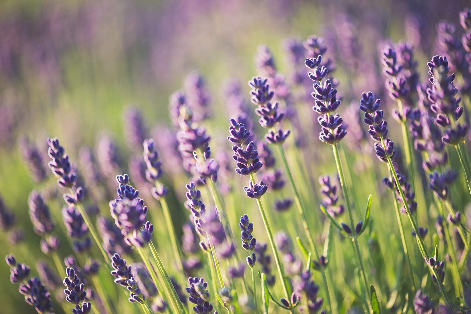 Body Oil for Women, After Shower Body Oil, and Bath Oil For Relaxation, Grapeseed Oil For Skin, Blissful Earth Essential Oil Scent with Lavender Vetiver and Clary Sage, Skin Care Oil, Ora's Amazing Herbal : Beauty