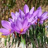 3 Saffron Sativus Crocus Corms - Huge 10+ cm Corms for Planting - Saffron Crocus Bulbs with Complete Planting I