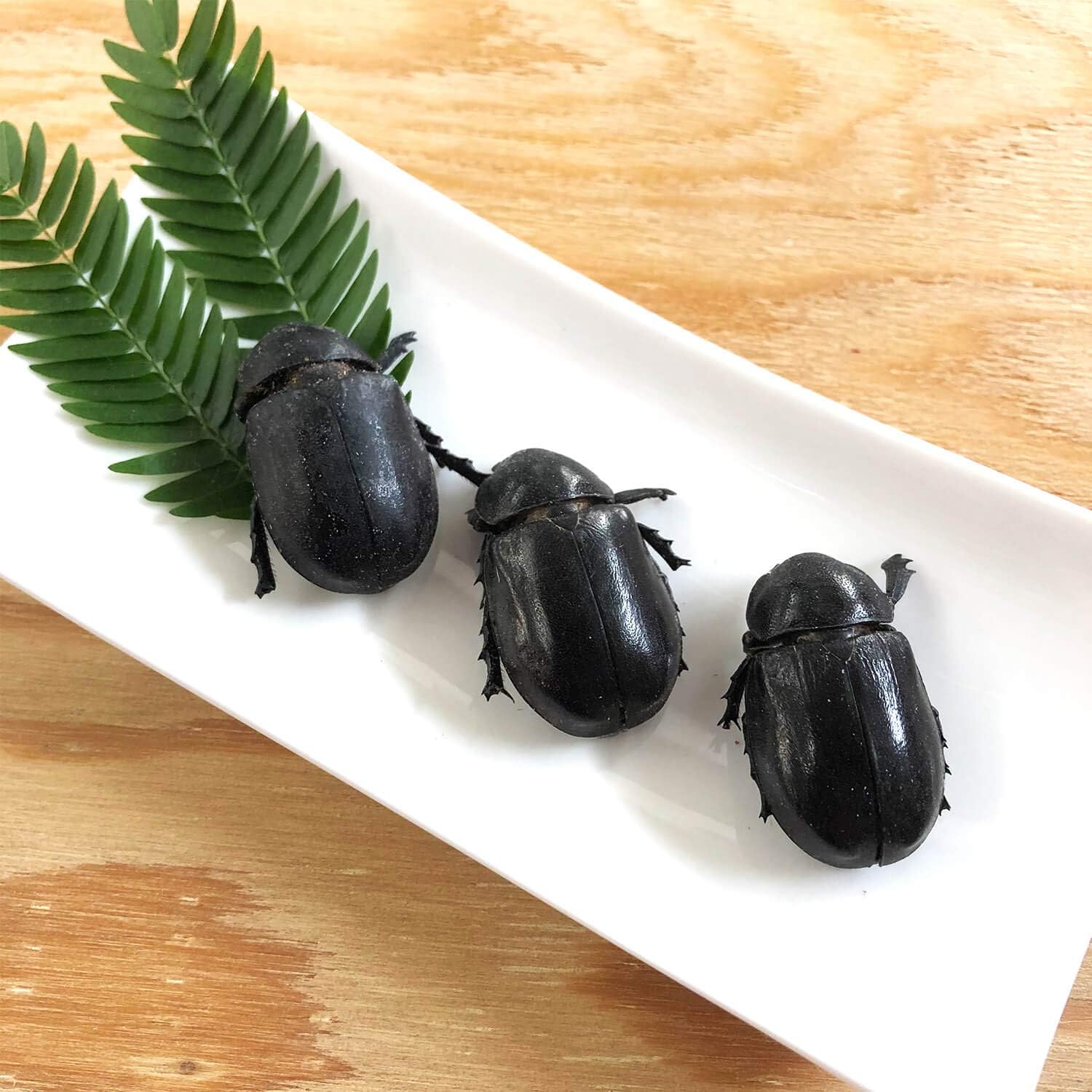 人気ダウンロード カブトムシ メス カブトムシ メス 見分け方 Irasujozkrqg