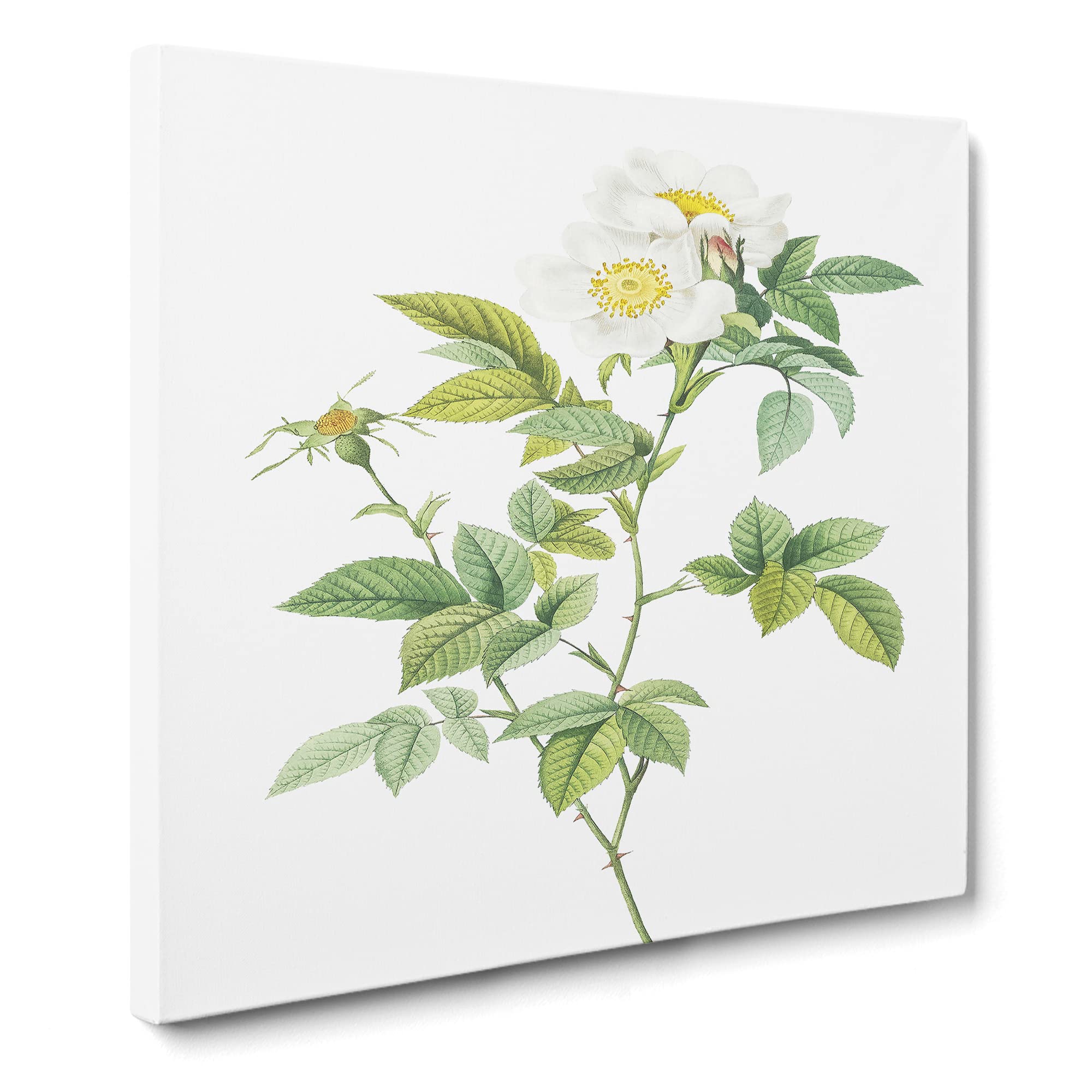 Anjou Rose in White by Pierre Joseph Redoute Canvas Print | Gallery Wrapped 30mm Frame Wall Art | 14x14 inches | Ready to Hang | Retro Floral Picture | Living Room Bedroom Lounge Office