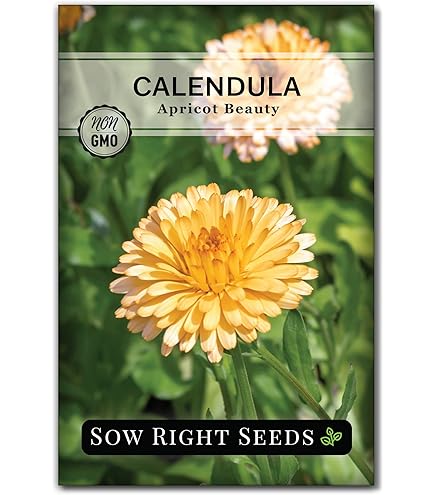 Flor De Caléndula En El Jardín | Foto Premium