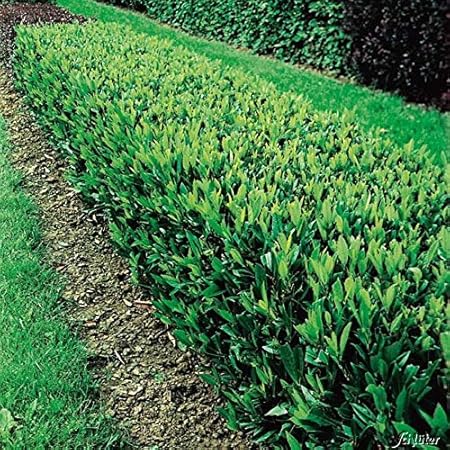 Kirschlorbeer Otto Luyken Hecken Pflanze 40 50 Cm Immergrun Winterhart Als Sichtschutz Pilzfreie Mehrjahrige Lorbeerkirsche Prunus Laurocerasus Von Garten Schluter Garten Schluter Amazon De Garten