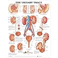 ACC The Urinary Tract Anatomical Chart