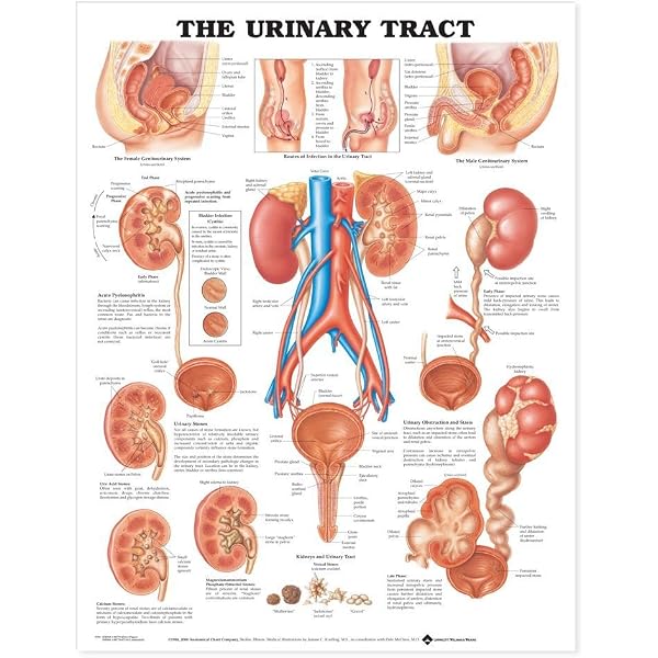 Protate Chart The Prostate Gland Anatomical Chart Anatomy Poster 1445x1445