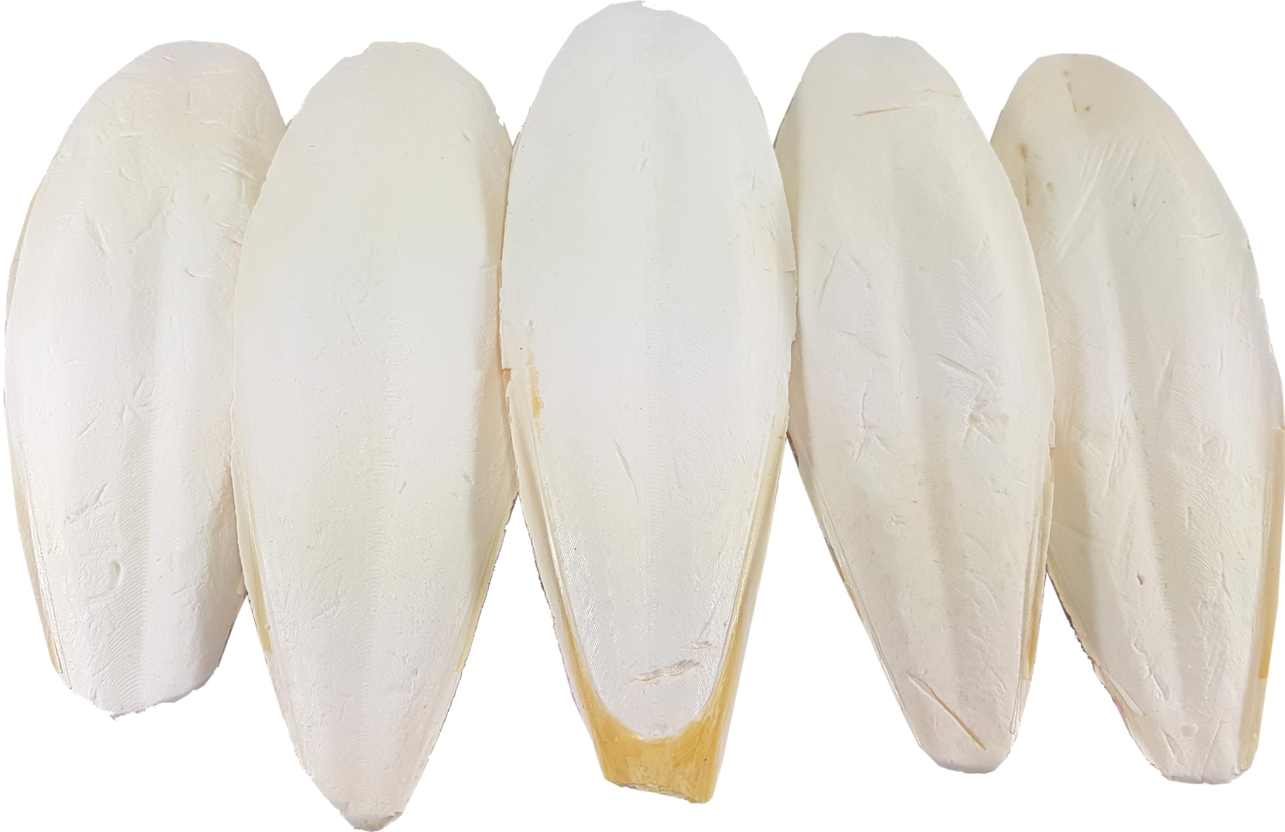 Britten and James Extra Large Cuttlefish 21 – 28cm (Pack of 5). Suitable for Parakeets, Budgies, Canaries, Tortoises, Turtles, Snails and Terrapins
