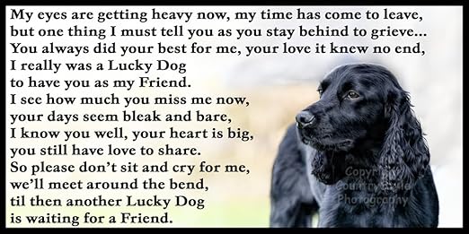 Cocker Sprocker Spaniel cachorro de duelo pérdida con inscripción ...