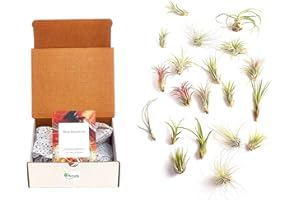 Shop Succulents Live Air Plant Variety Pack | Tillandsia Terrarium Kit with Amber Spray Bottle, 24 Green