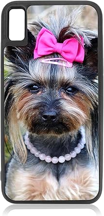 girl yorkie