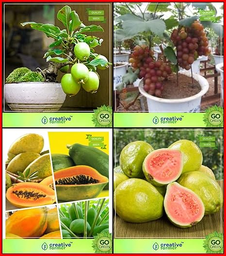Creative Farmer Gardening Plant Seeds Fruit Bonsai for Home Garden Combo , Suitable : Psidium Guava, Grape, Papaya, Thailand Guava Fruit Bonsai Suitable Fruit Seeds (Multicolour )