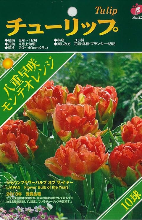 Amazon Co Jp 予約販売 福花園 球根 チューリップ ベストチョイス モンテオレンジ 10球 ホーム キッチン