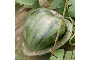 Watermelon Growth Mold, Fruit Growth Forming Mould, Reusable Pumpkin Forming Moulds Shaping Tool, Transparent Garden DIY Frui