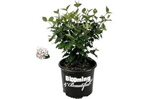 Blooming & Beautiful - Korean Spice Viburnum - 3 gal - Deciduous Flowering Shrub - Pink to White Cluster Flowers - Fragrant - Green to Burgundy Foliage - Zones 4-8 - Viburnum carlesii - 3 Gallon Pot